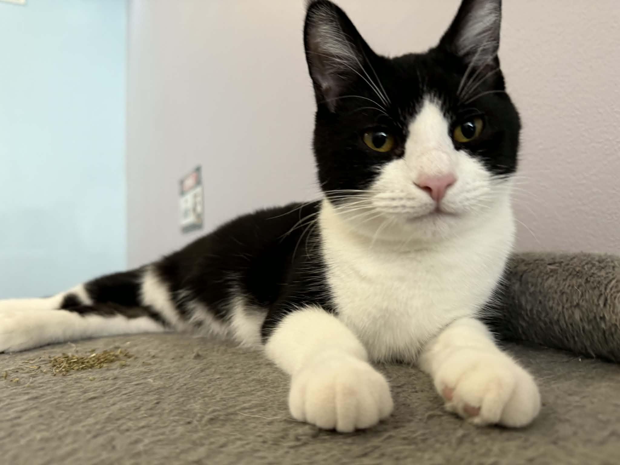 Enlarge Conrad (cat café) , a ADOPTABLE Domestic Short Hair in West Lafayette, IN image 2/6