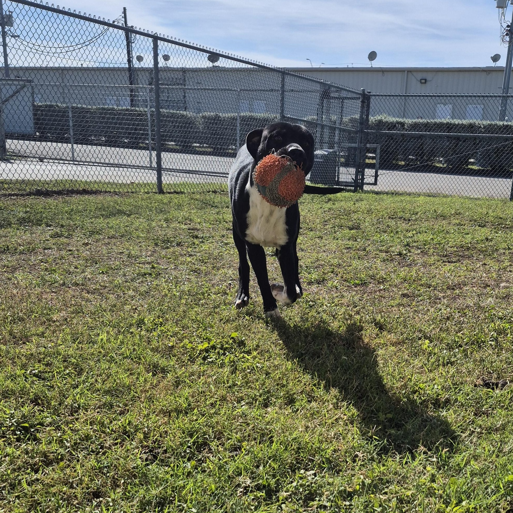 Claus, ADOPTABLE, Adult Male Labrador Retriever.