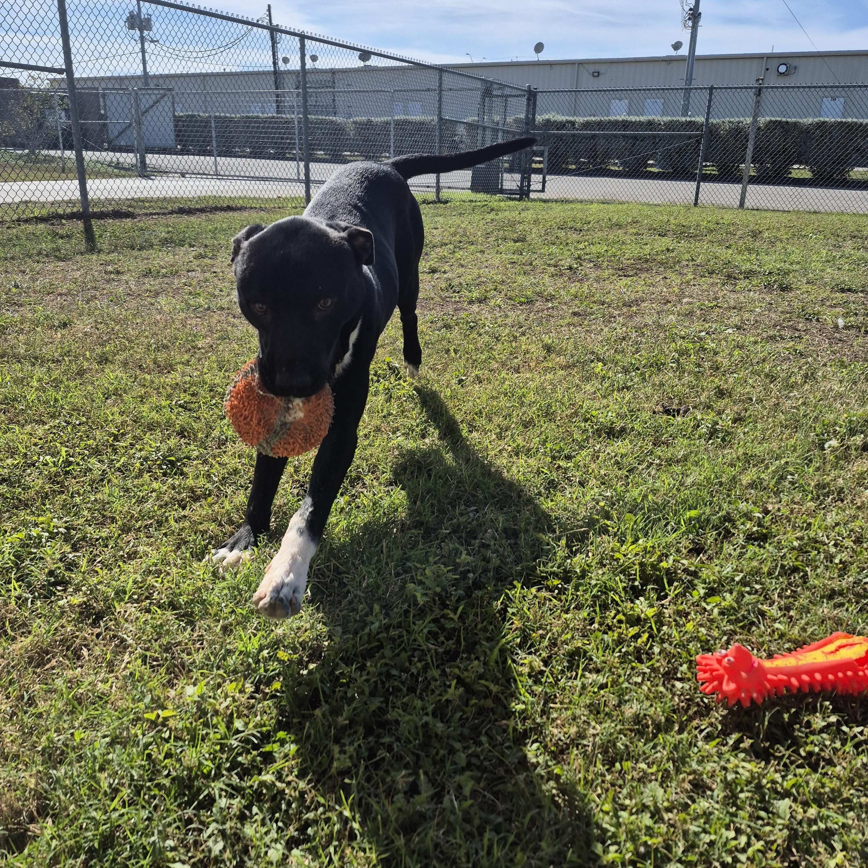 Enlarge Claus, a ADOPTABLE mixed breed in Schertz, TX image 2/3