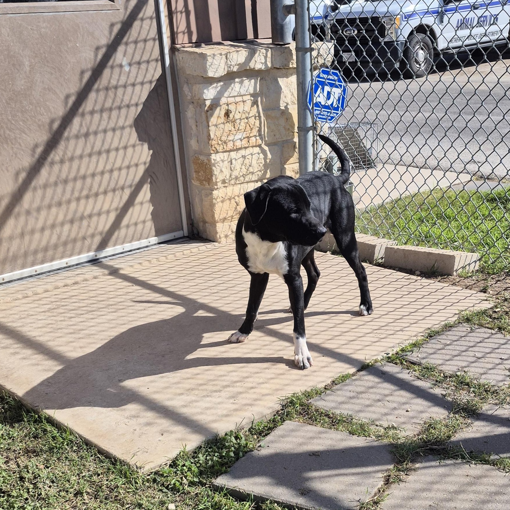 Enlarge Claus, a ADOPTABLE mixed breed in Schertz, TX image 3/3