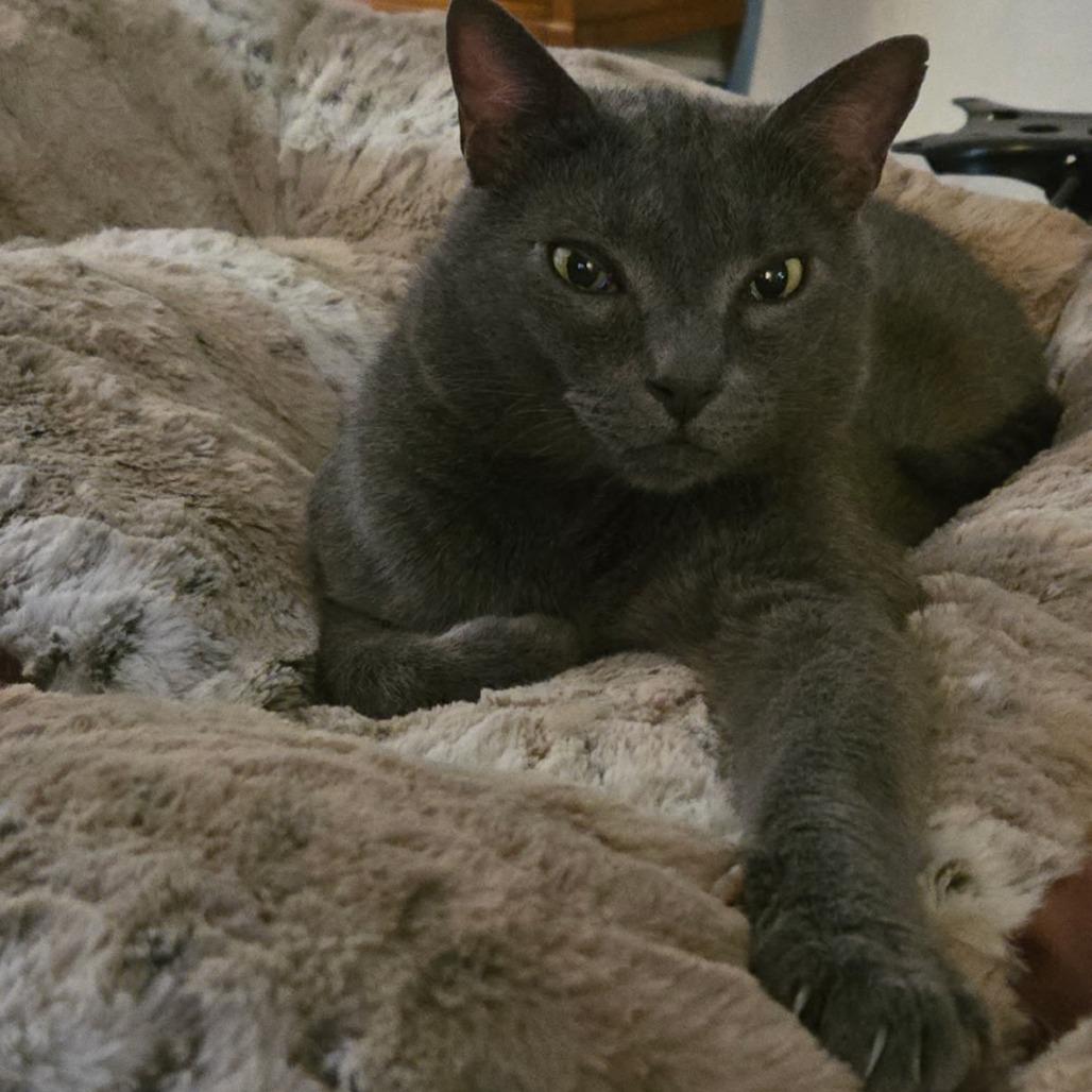 Enlarge Ranger, a Adoptable Domestic Short Hair in Fayetteville, GA image 1/1