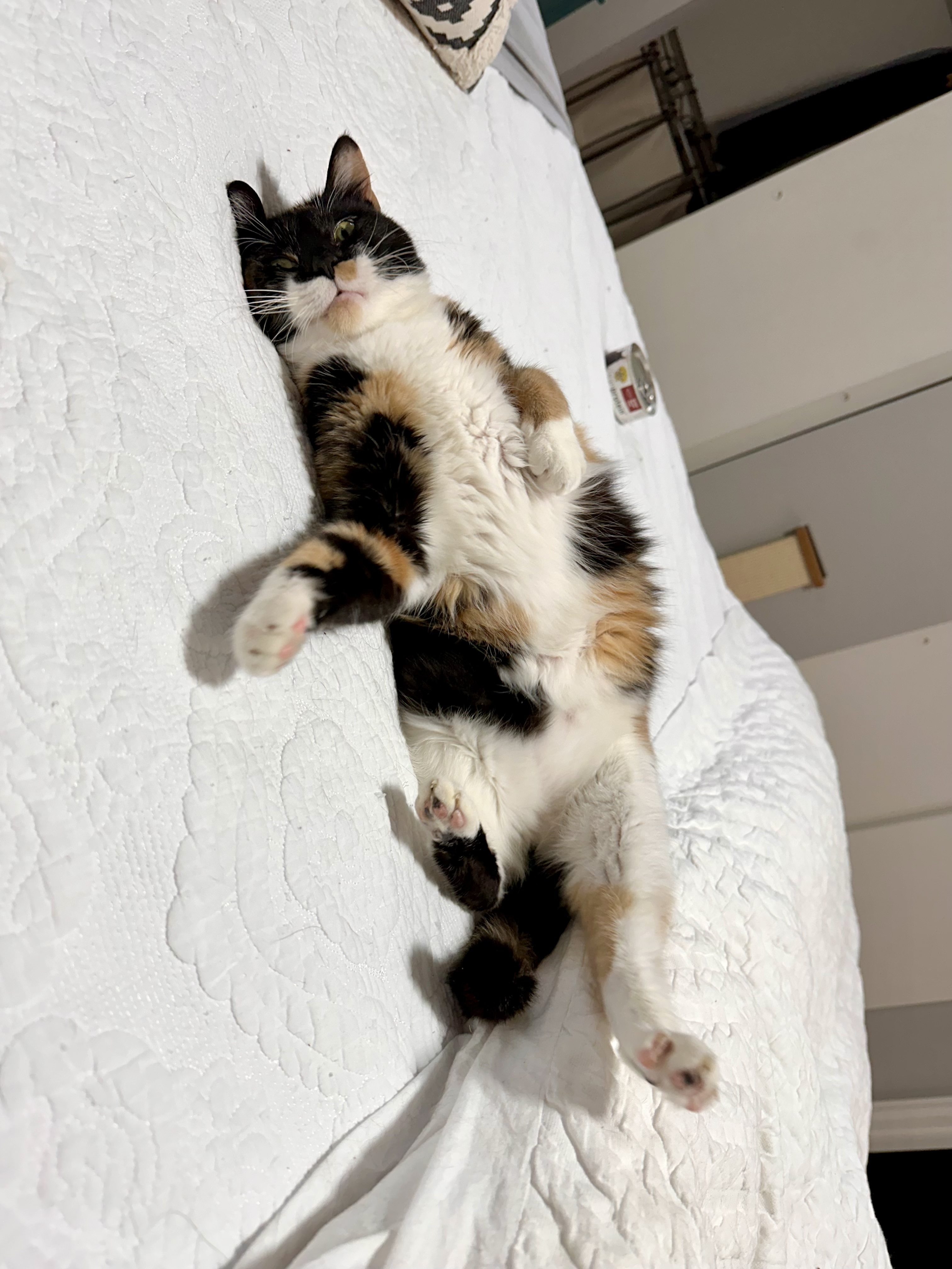 Blessing, a Adopted Domestic Short Hair in Lakewood, CO image 2/6