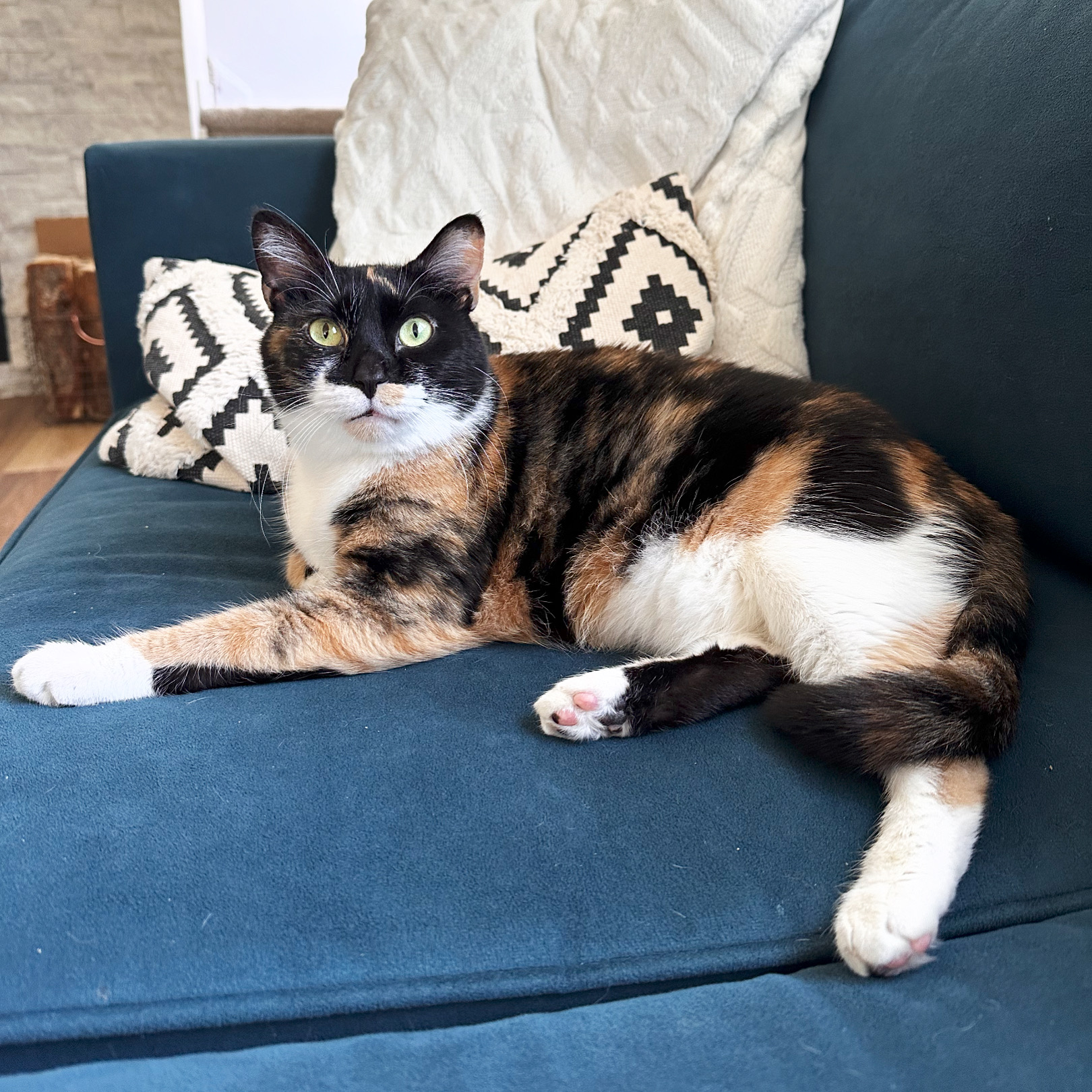 Blessing, a Adopted Domestic Short Hair in Lakewood, CO image 4/6