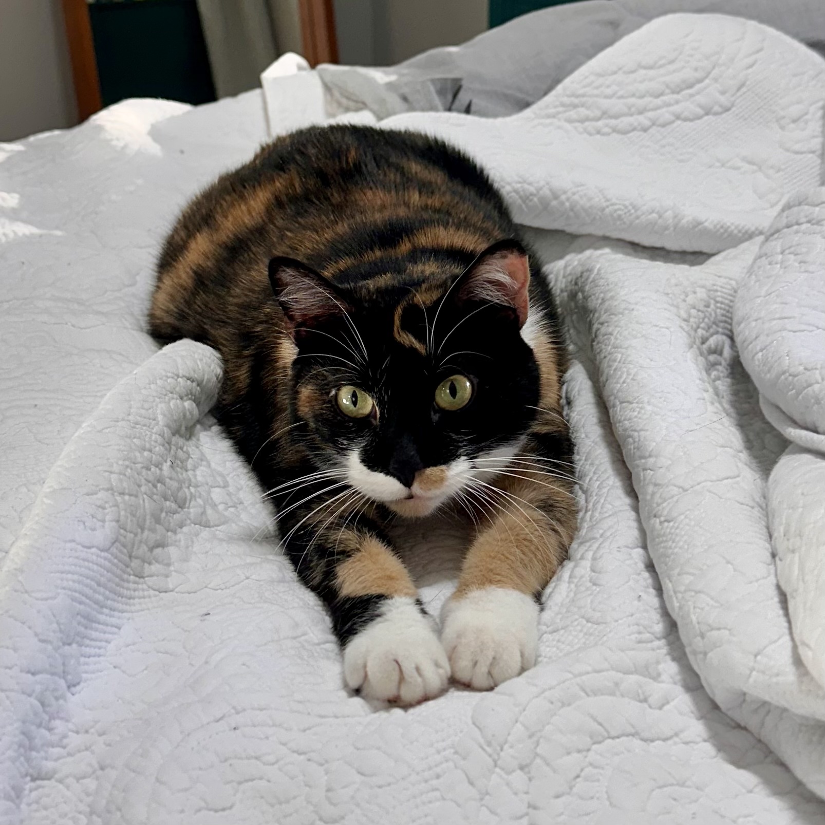 Blessing, a Adopted Domestic Short Hair in Lakewood, CO image 5/6