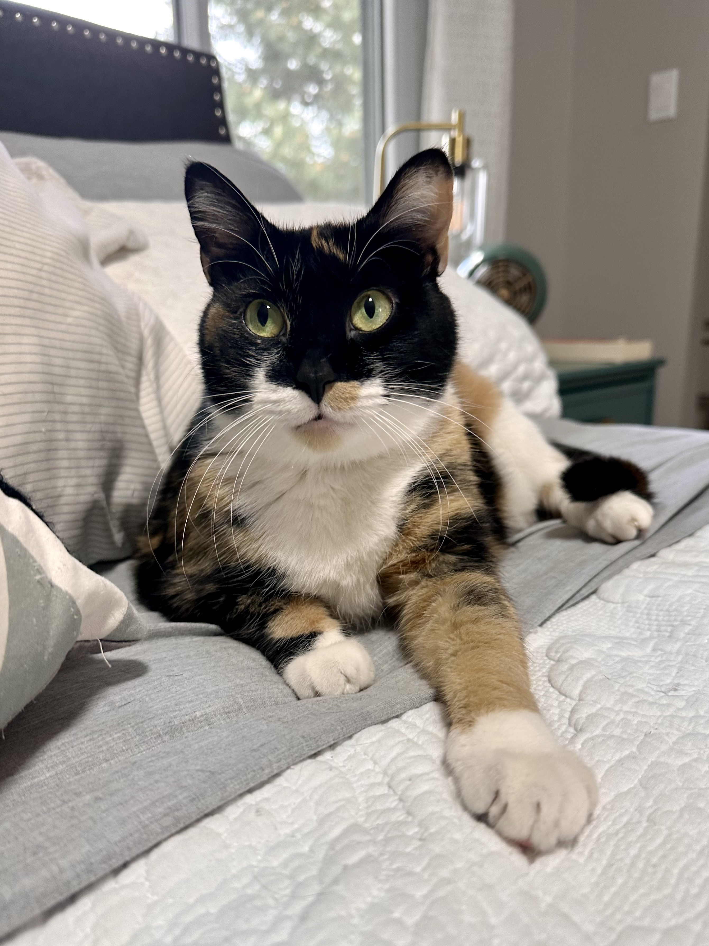 Blessing, a Adopted Domestic Short Hair in Lakewood, CO image 1/6