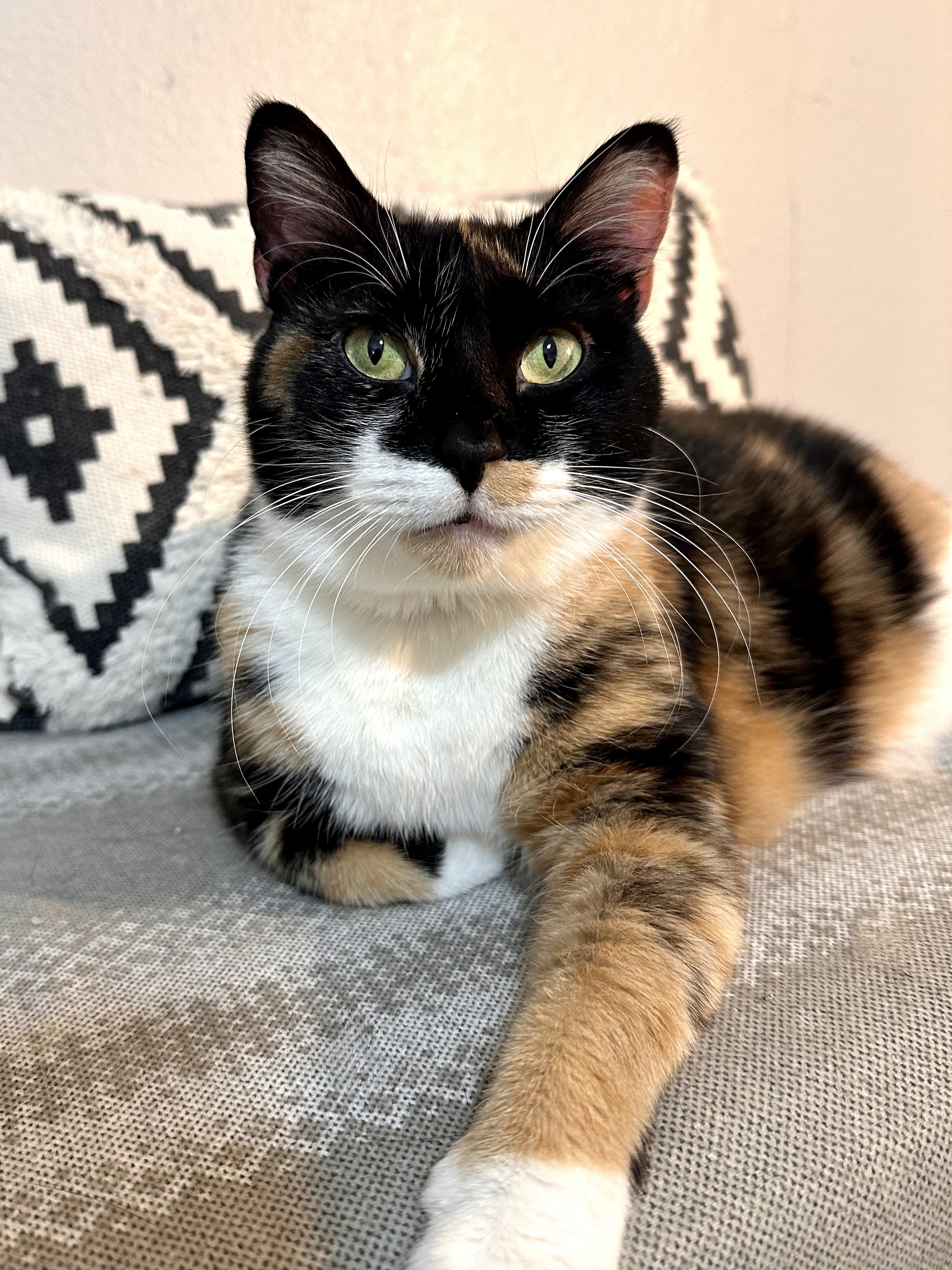 Blessing, a Adopted Domestic Short Hair in Lakewood, CO image 3/6