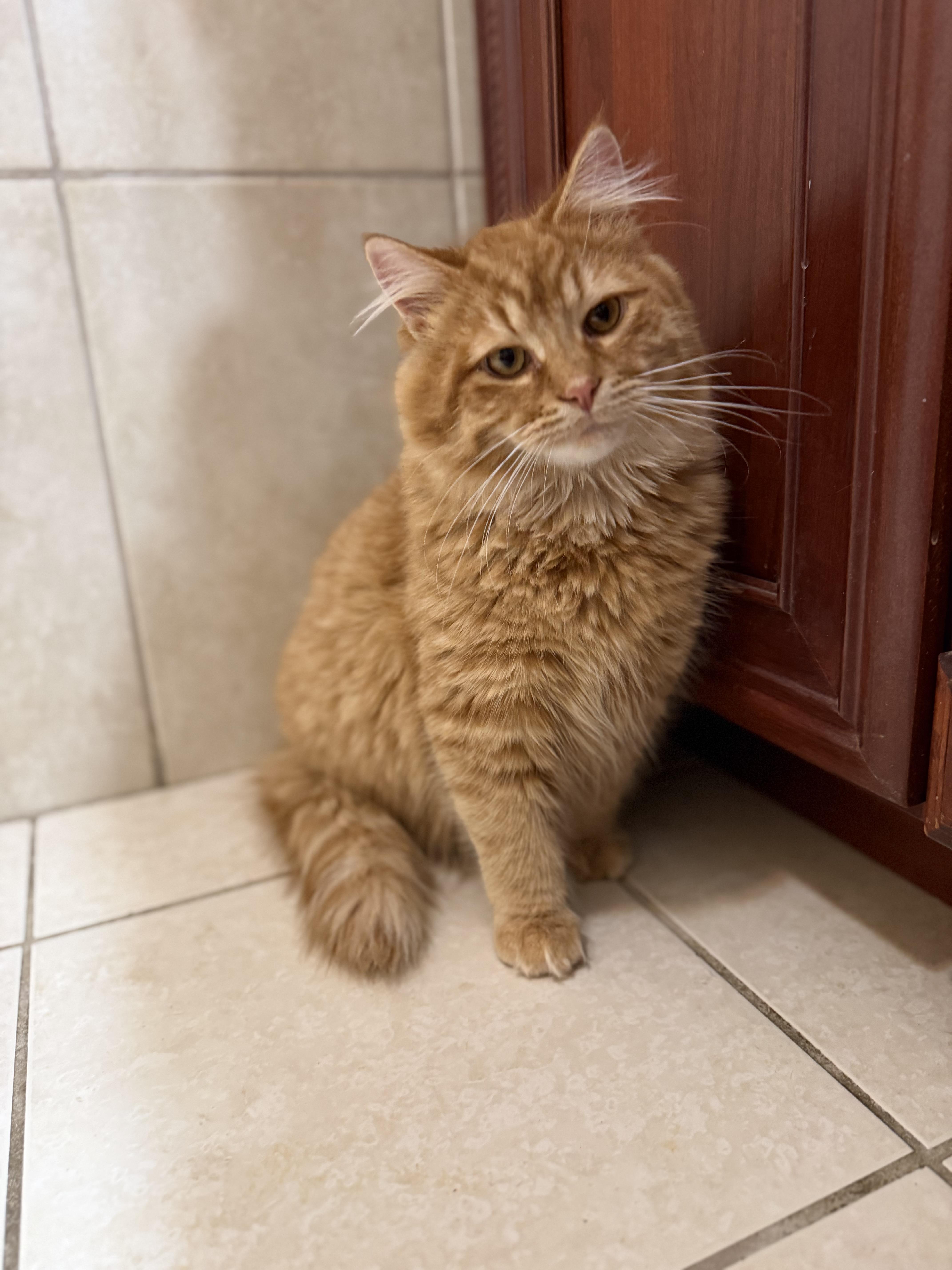Enlarge Garfield, a Adoptable Domestic Medium Hair in Elwood, IL image 5/6