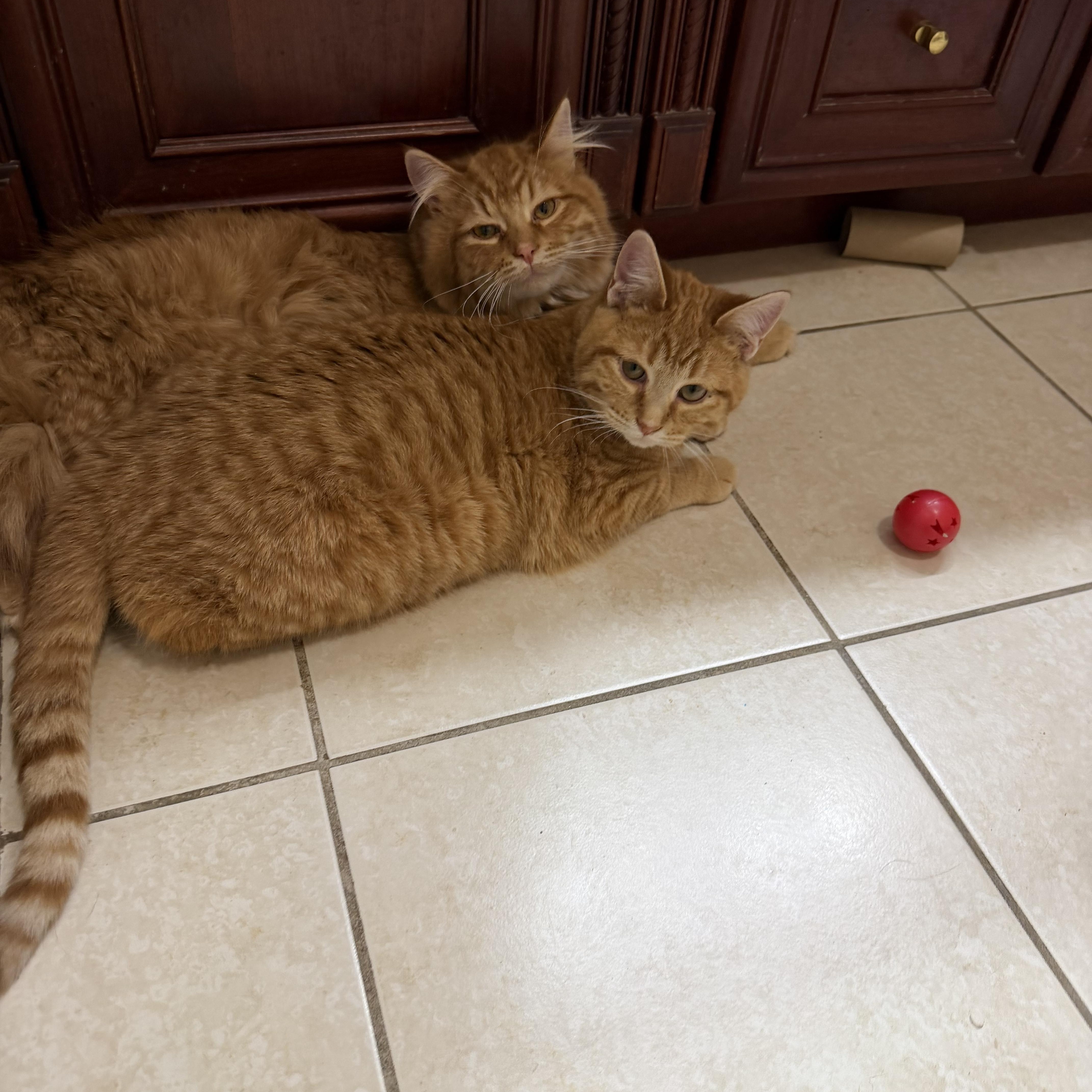 Enlarge Garfield, a Adoptable Domestic Medium Hair in Elwood, IL image 6/6