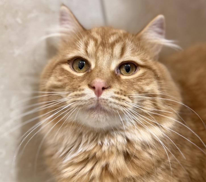 Garfield, Adoptable, Kitten Male Domestic Medium Hair.