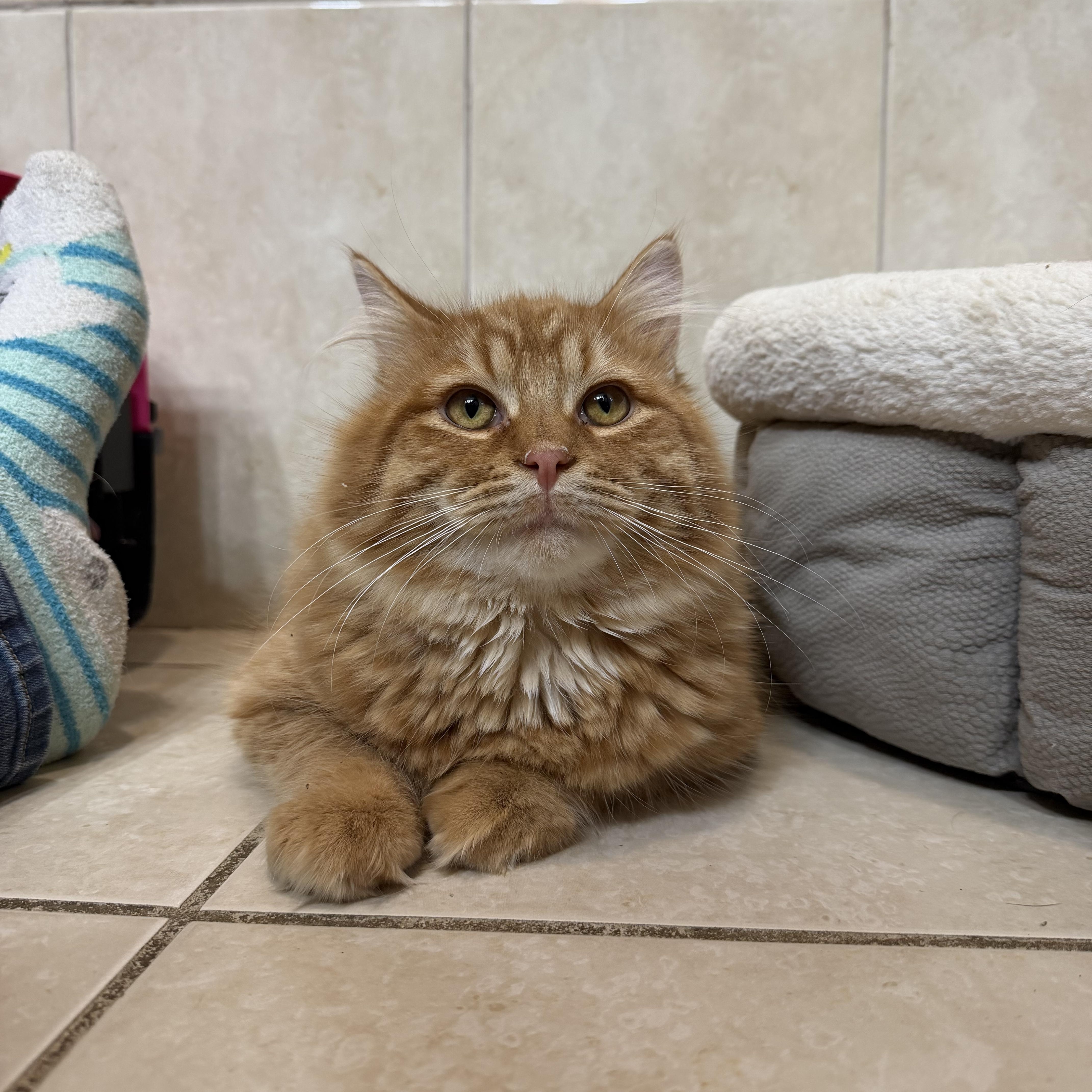 Enlarge Garfield, a Adoptable Domestic Medium Hair in Elwood, IL image 2/6