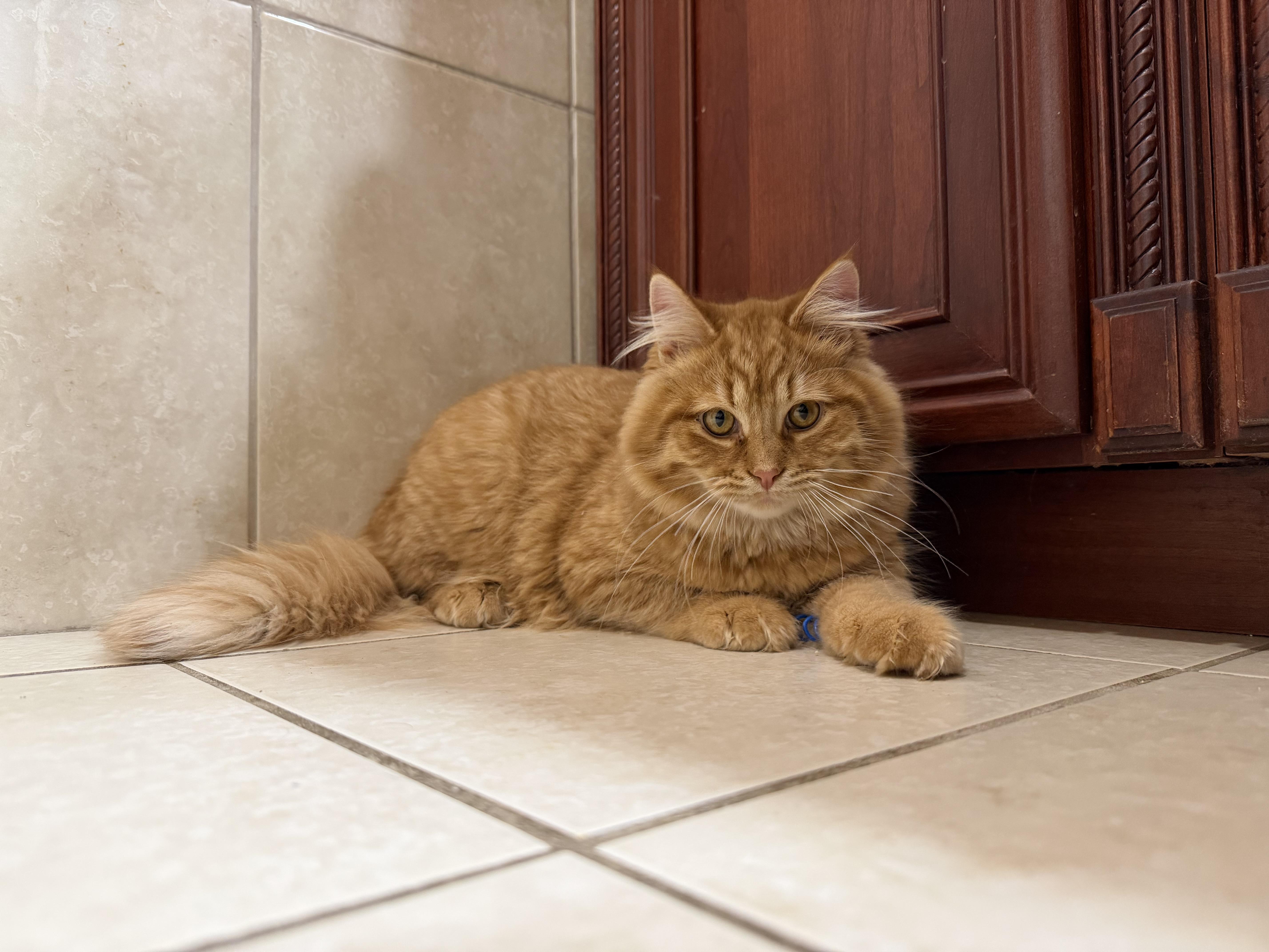 Enlarge Garfield, a Adoptable Domestic Medium Hair in Elwood, IL image 3/6