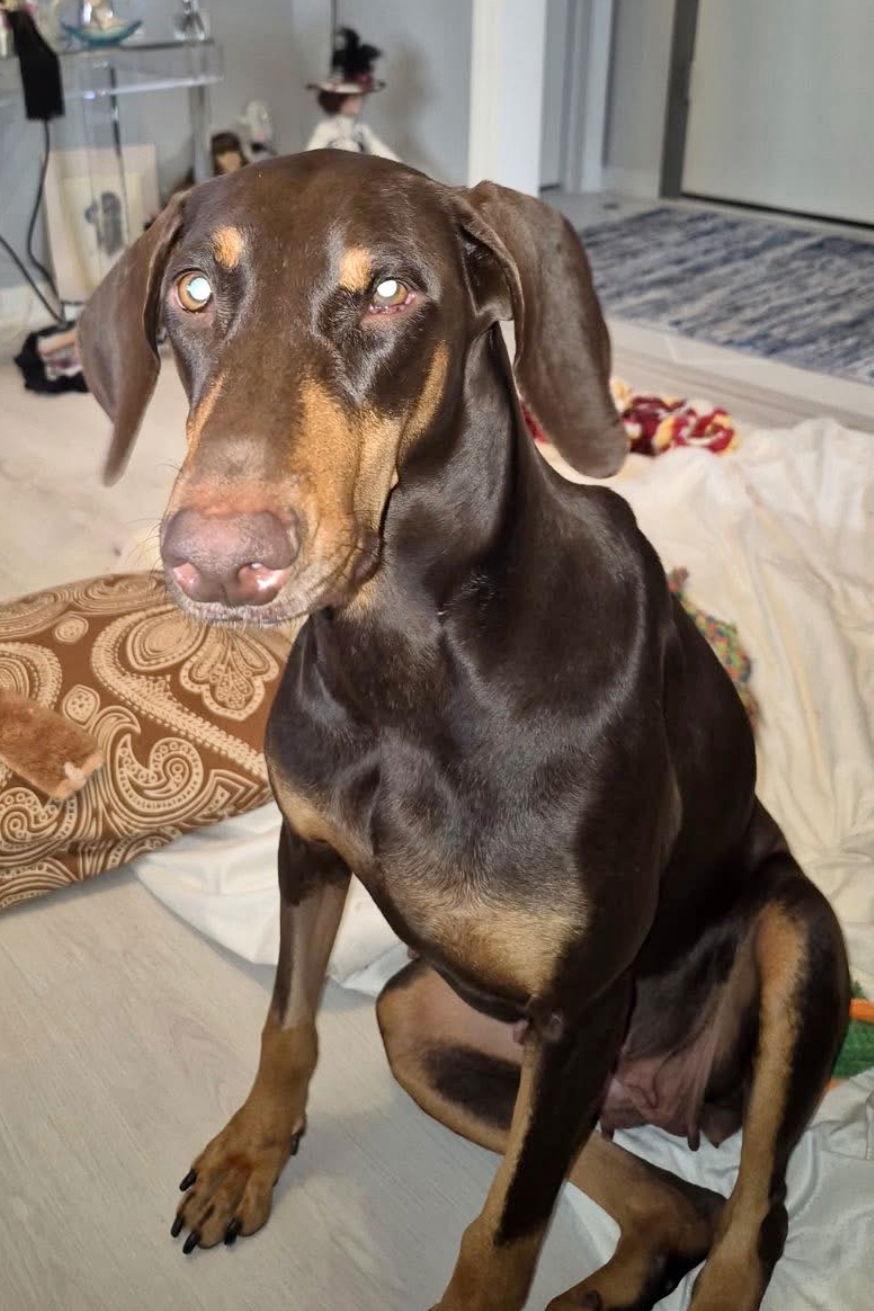 Joy 3469, Adoptable, Young Female Doberman Pinscher.
