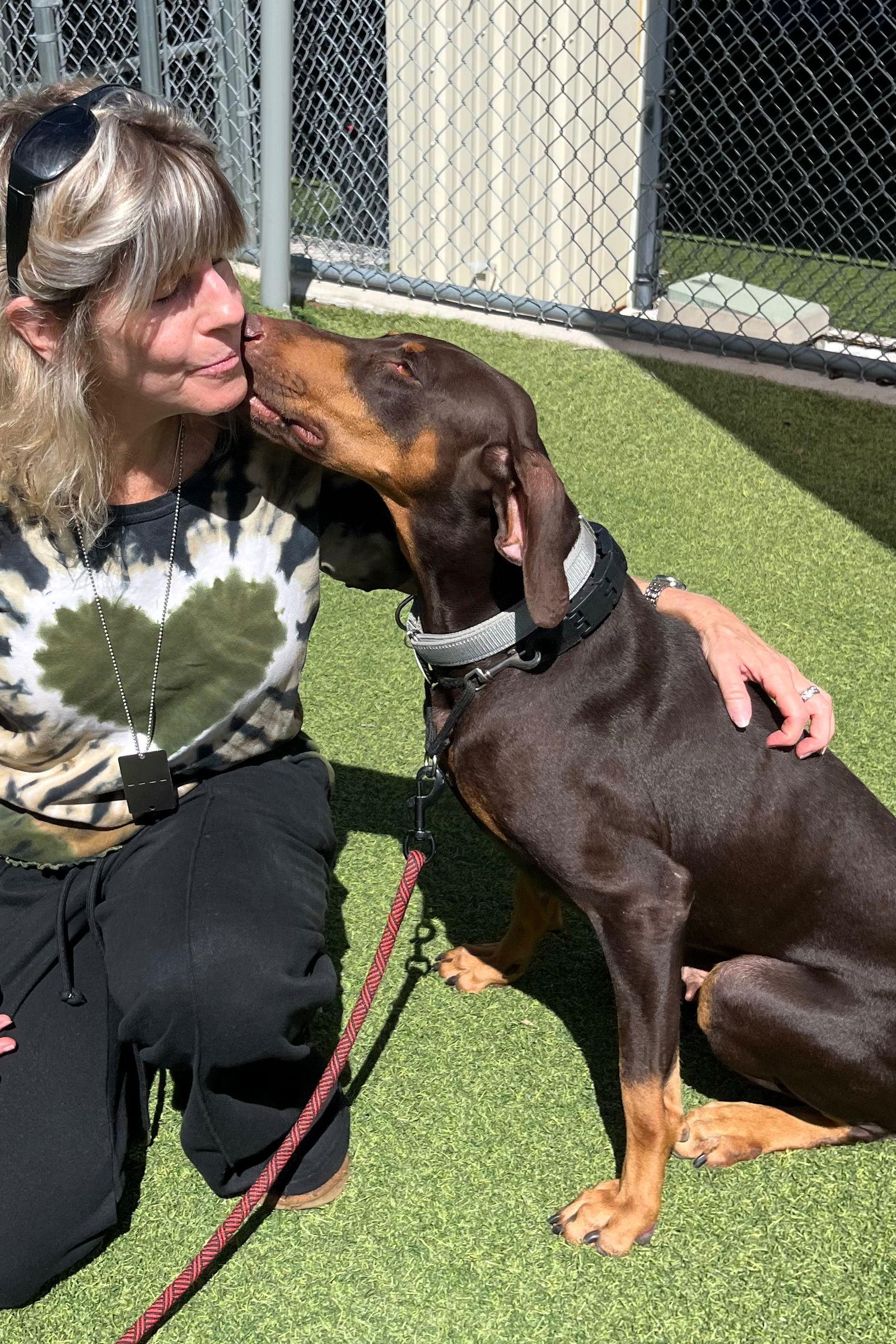 Joy 3469, a Adoptable Doberman Pinscher in Oakland Park, FL image 2/3