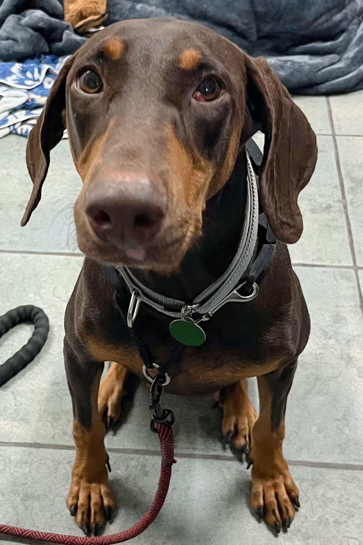 Joy 3469, a Adoptable Doberman Pinscher in Oakland Park, FL image 3/3