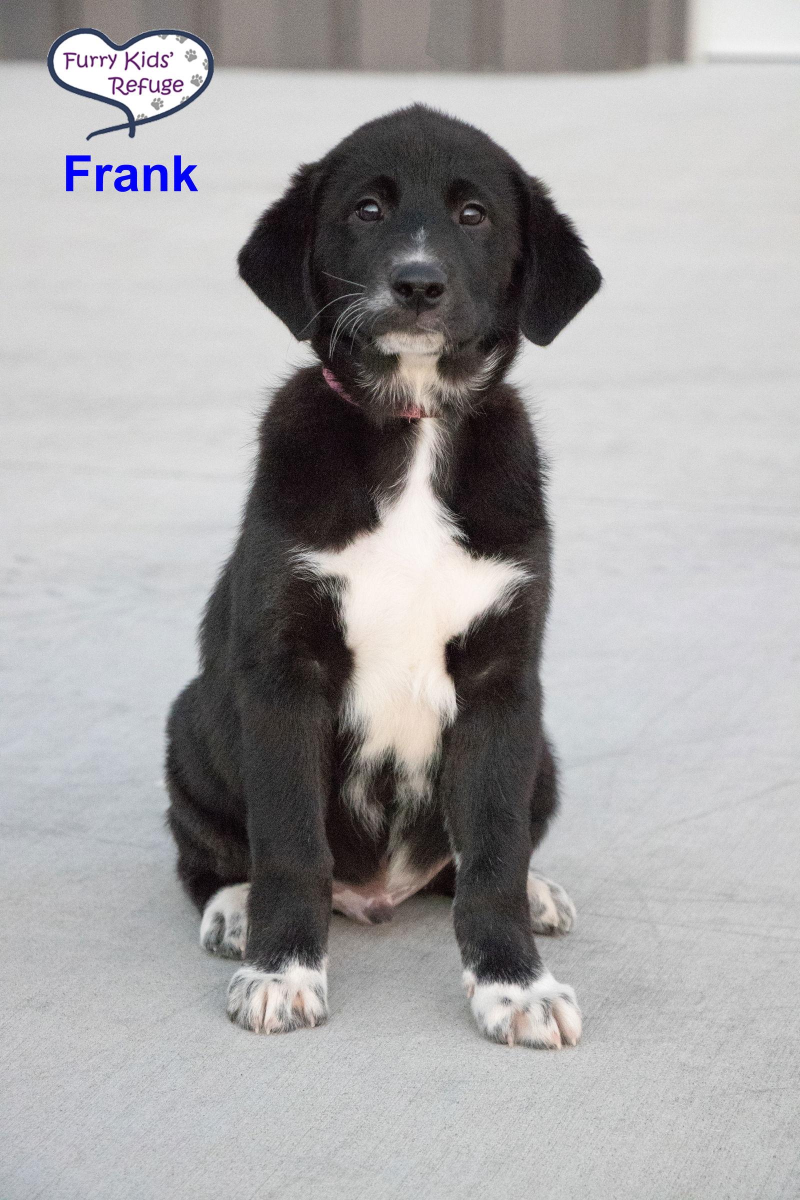 Frank, Adoptable, Puppy Male Labrador Retriever & Great Pyrenees.