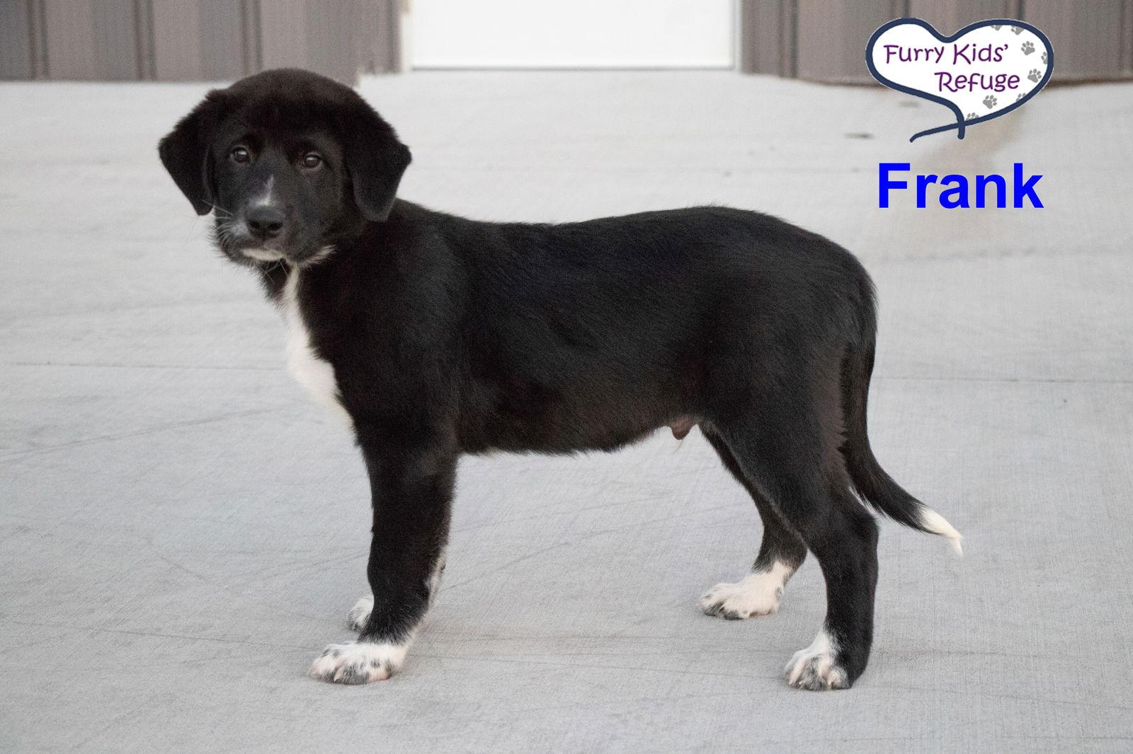 Enlarge Frank, a Adoptable mixed breed in Lee's Summit, MO image 2/3