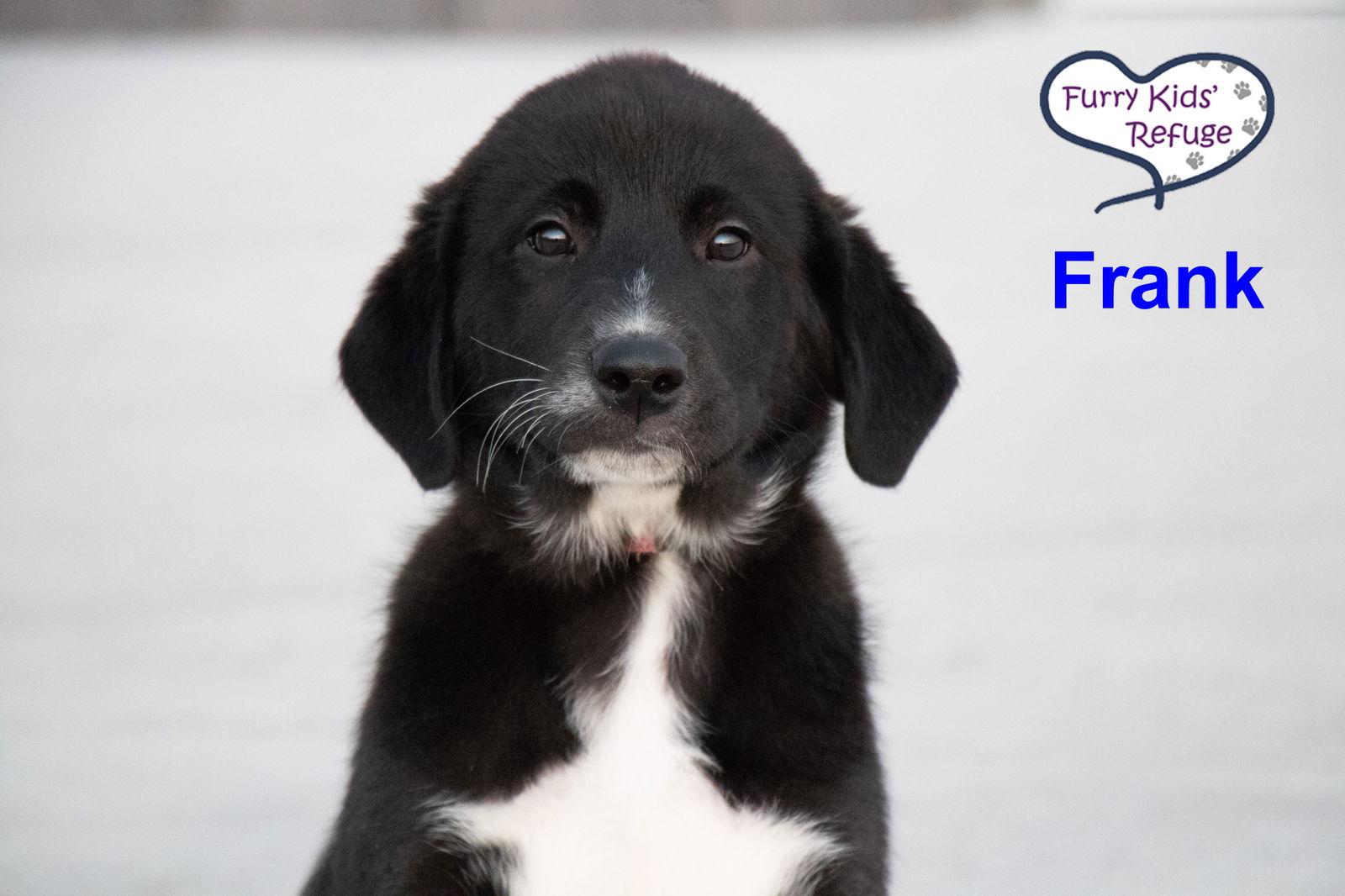 Enlarge Frank, a Adoptable mixed breed in Lee's Summit, MO image 3/3