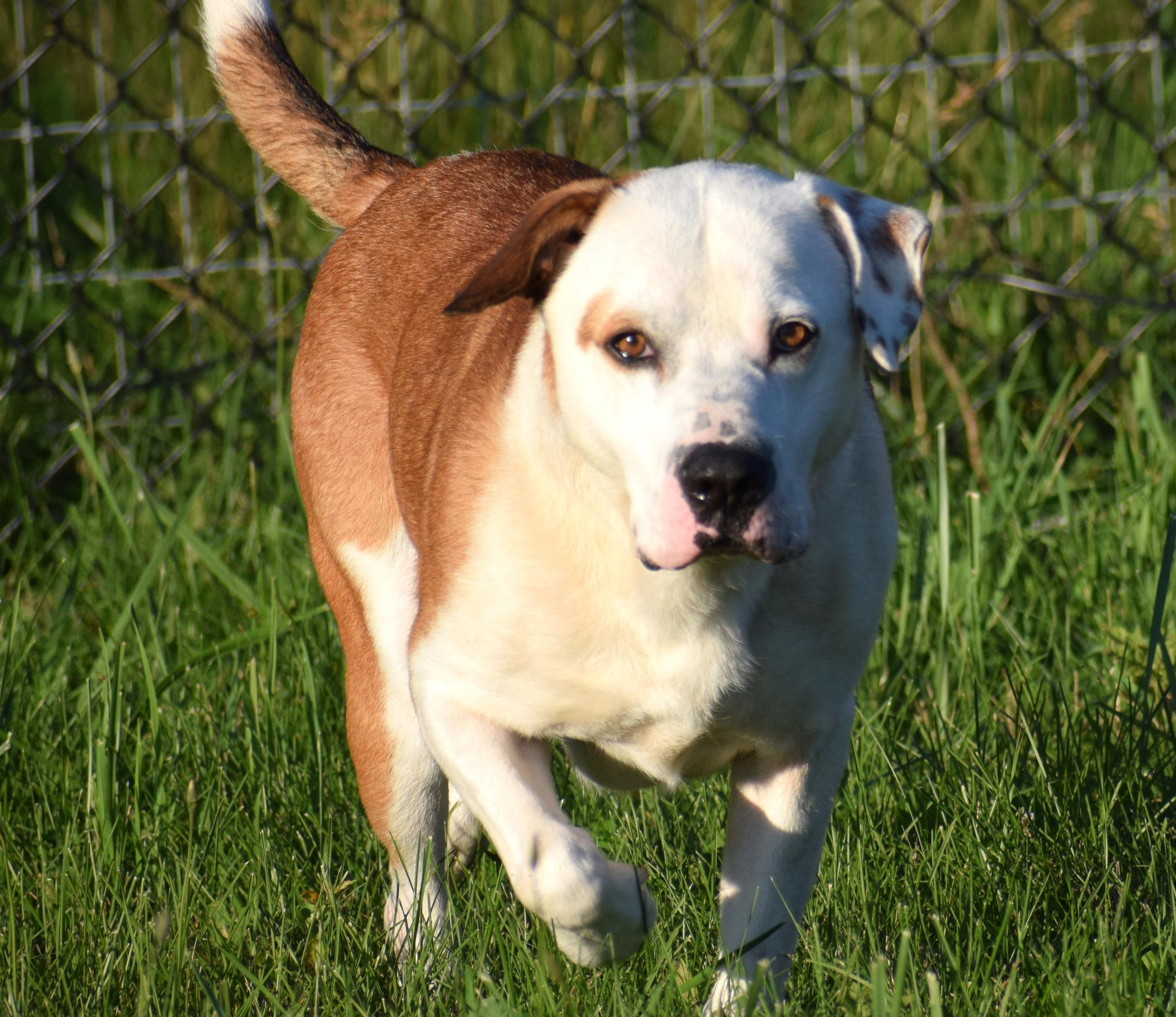 Enlarge Bo-Available www.lhar.dog to apply, a ADOPTABLE mixed breed in Frederick, MD image 2/6