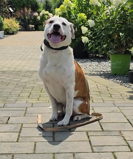 Enlarge Bo-Available www.lhar.dog to apply, a Adoptable mixed breed in Frederick, MD image 3/6