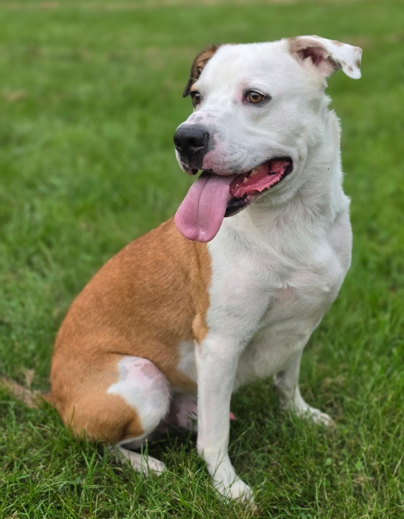 Enlarge Bo-Available www.lhar.dog to apply, a Adoptable mixed breed in Frederick, MD image 1/6