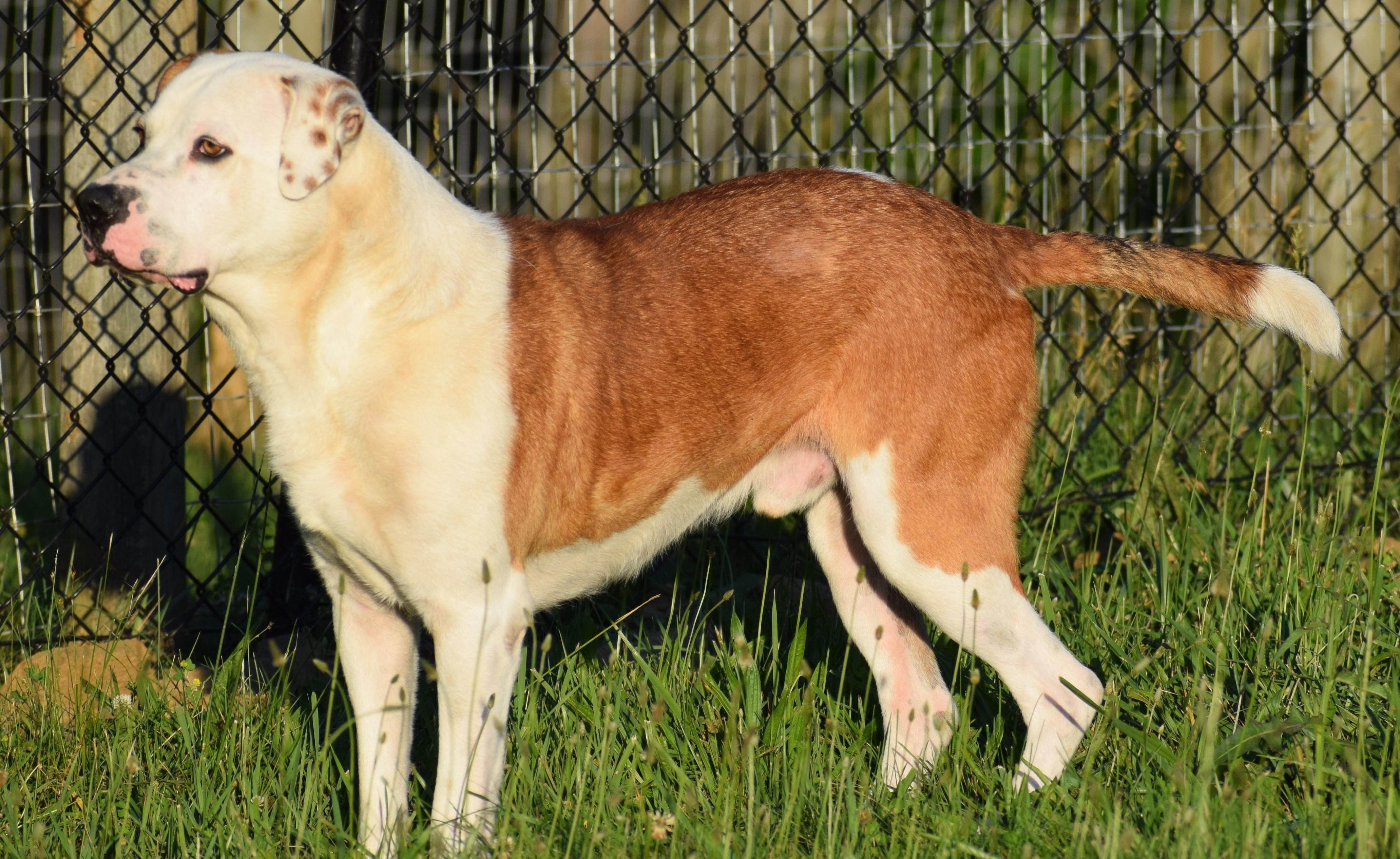 Enlarge Bo-Available www.lhar.dog to apply, a ADOPTABLE mixed breed in Frederick, MD image 4/6