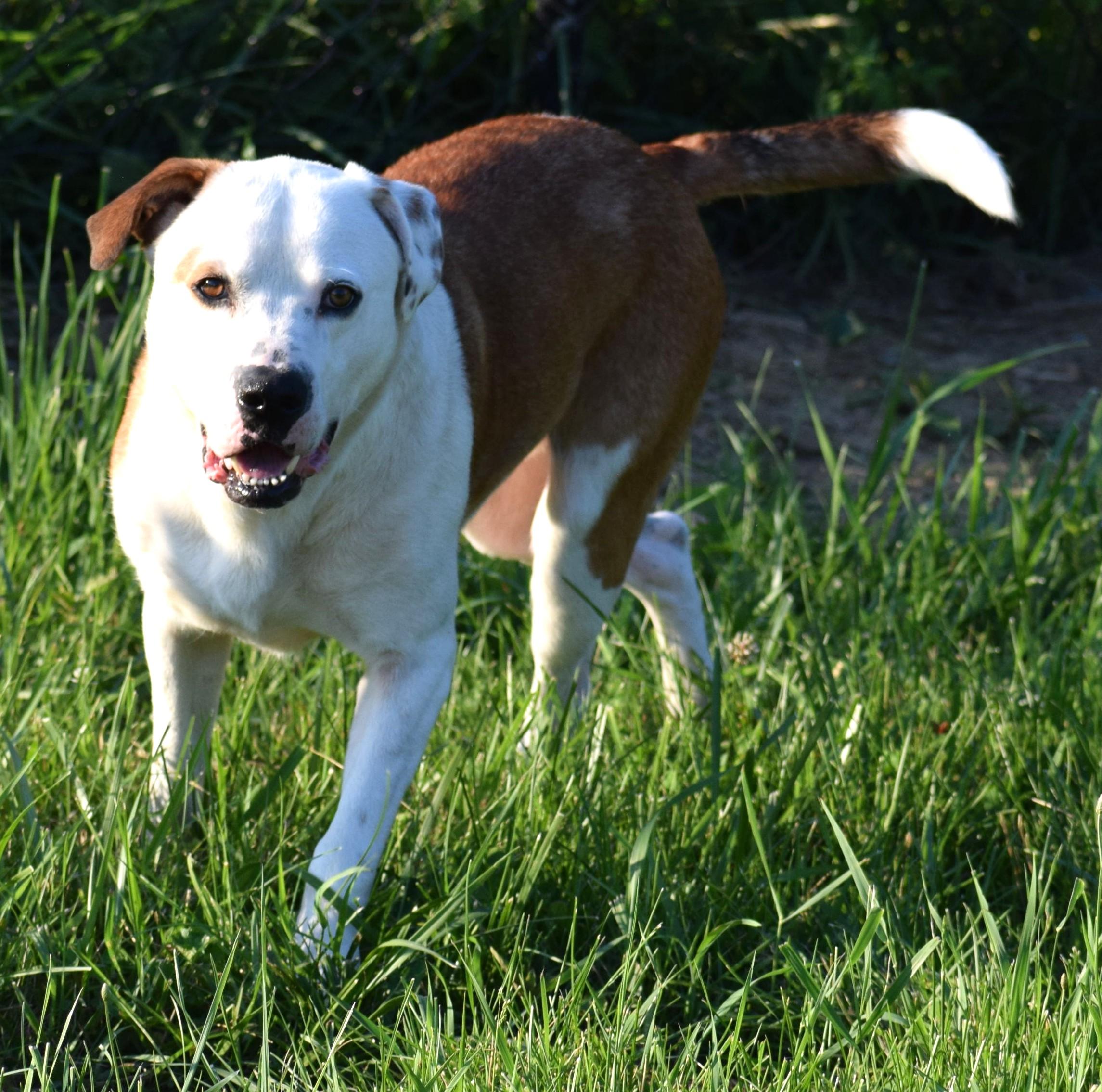 Enlarge Bo-Available www.lhar.dog to apply, a ADOPTABLE mixed breed in Frederick, MD image 5/6