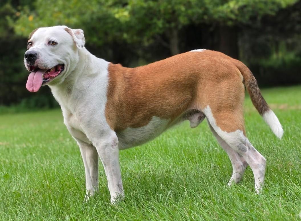 Enlarge Bo-Available www.lhar.dog to apply, a Adoptable mixed breed in Frederick, MD image 6/6