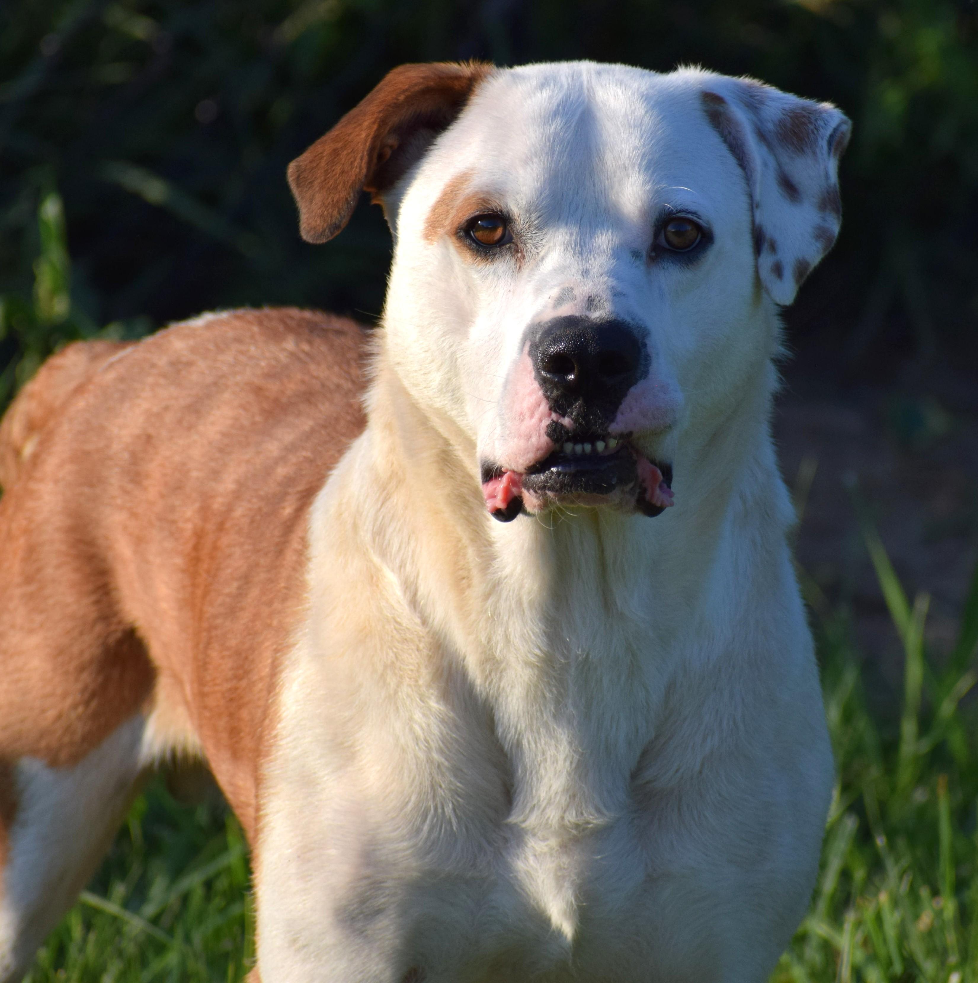 Enlarge Bo-Available www.lhar.dog to apply, a ADOPTABLE mixed breed in Frederick, MD image 6/6