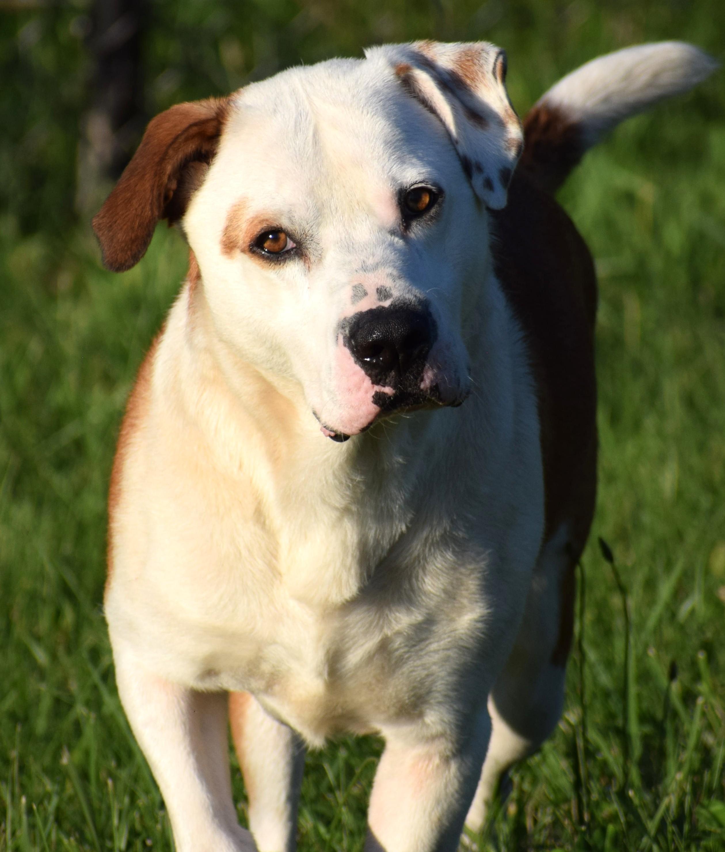 Bo-Available www.lhar.dog to apply, ADOPTABLE, Young Male American Bulldog & Labrador Retriever.