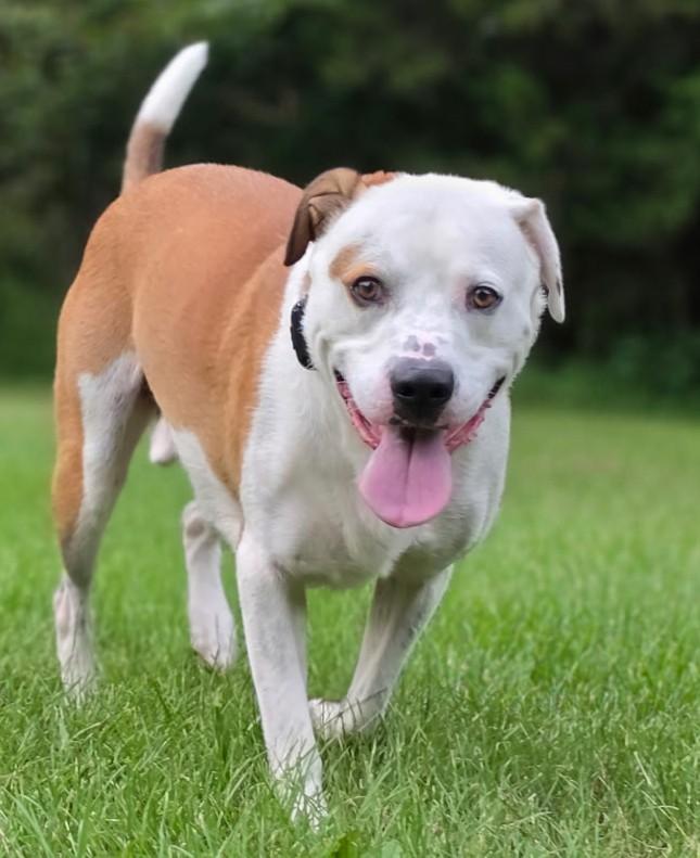 Enlarge Bo-Available www.lhar.dog to apply, a Adoptable mixed breed in Frederick, MD image 4/6