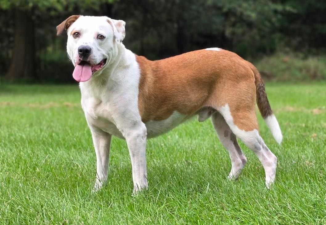 Enlarge Bo-Available www.lhar.dog to apply, a Adoptable mixed breed in Frederick, MD image 5/6