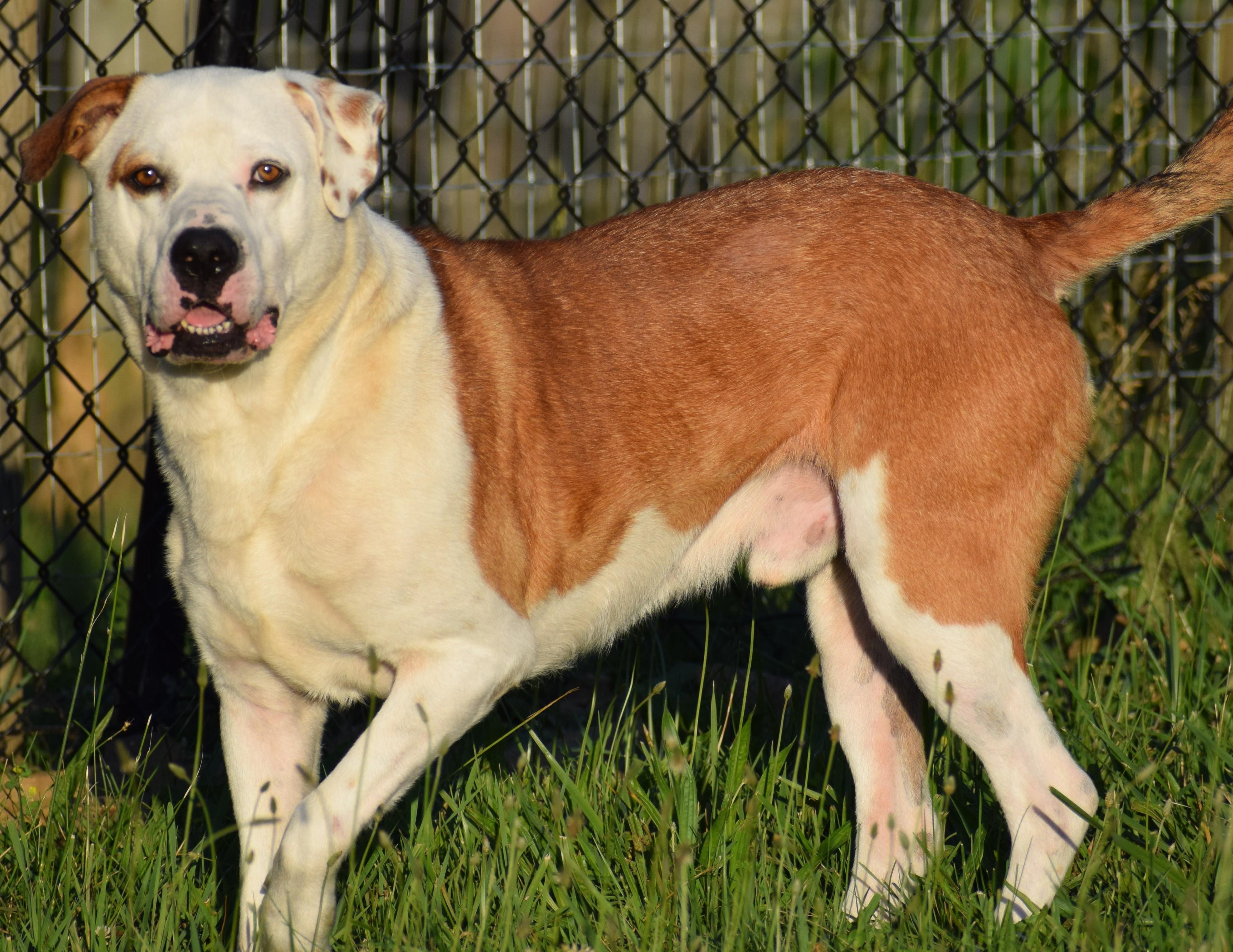 Enlarge Bo-Available www.lhar.dog to apply, a ADOPTABLE mixed breed in Frederick, MD image 3/6