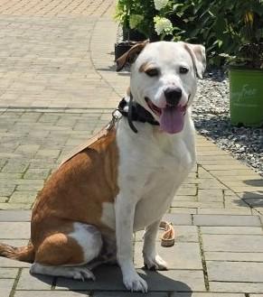 Enlarge Bo-Available www.lhar.dog to apply, a Adoptable mixed breed in Frederick, MD image 2/6