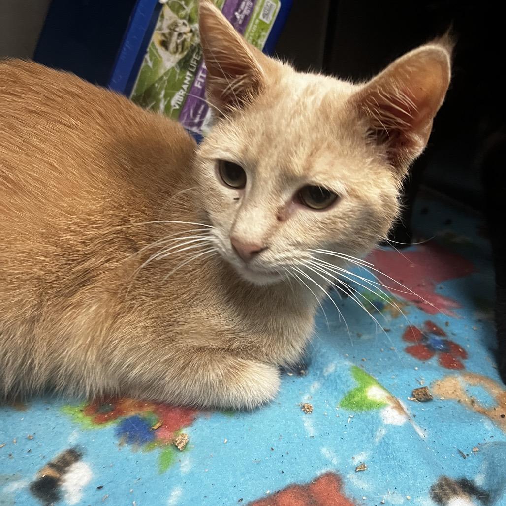 Aragorn, Adoptable, Kitten Male Domestic Short Hair.