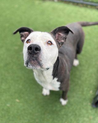 DOLLY — thumbnail 2