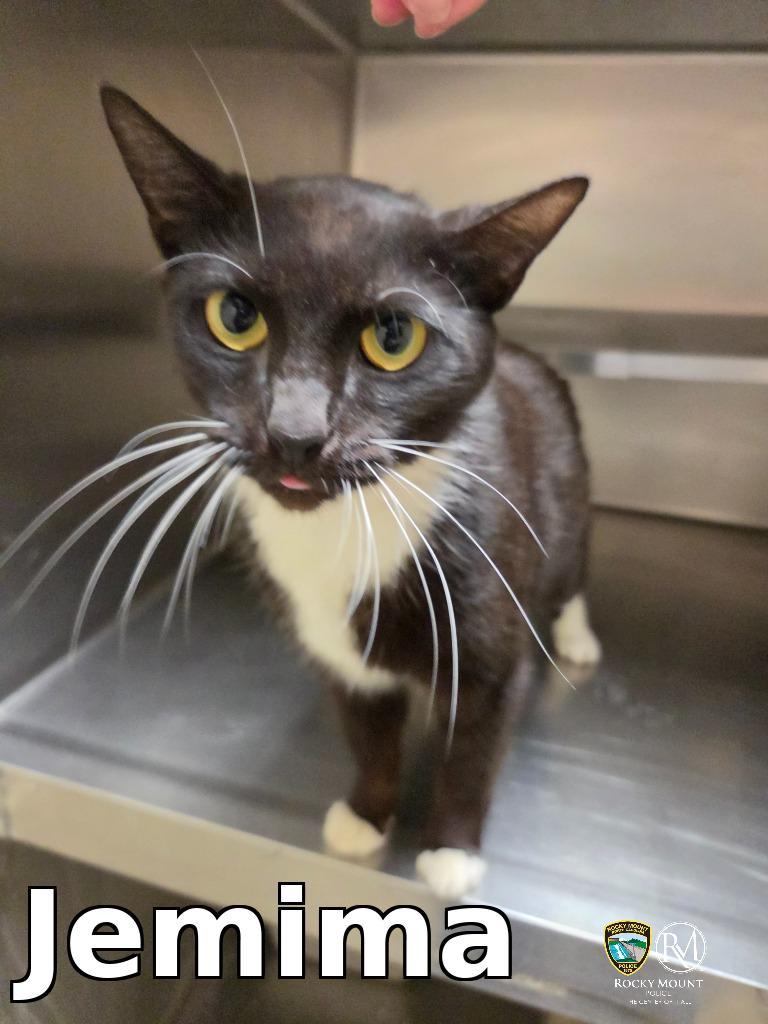 Jemima, Adoptable, Young Female Domestic Short Hair.