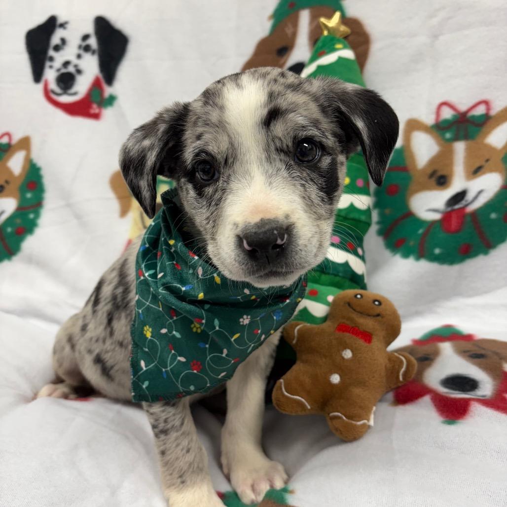 Elfie, Adoptable, Puppy Female Dachshund & Mixed Breed.