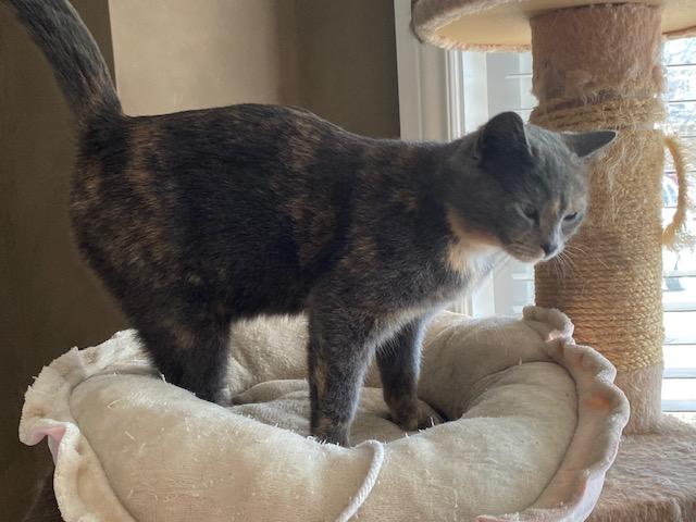 Enlarge ROXY, a ADOPTABLE Dilute Tortoiseshell in Niagara on the Lake, ON image 2/2