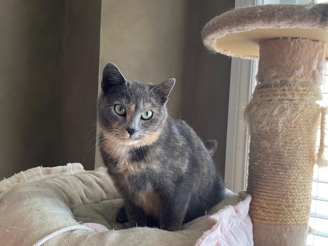 Enlarge ROXY, a ADOPTABLE Dilute Tortoiseshell in Niagara on the Lake, ON image 1/2