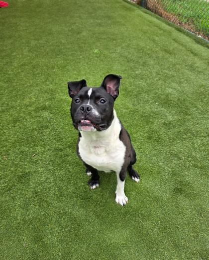 Enlarge Miller, a Adoptable mixed breed in Independence, MO image 1/3
