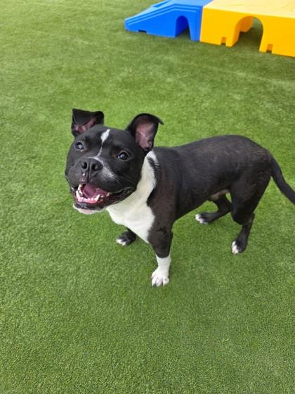 Enlarge Miller, a Adoptable mixed breed in Independence, MO image 2/3