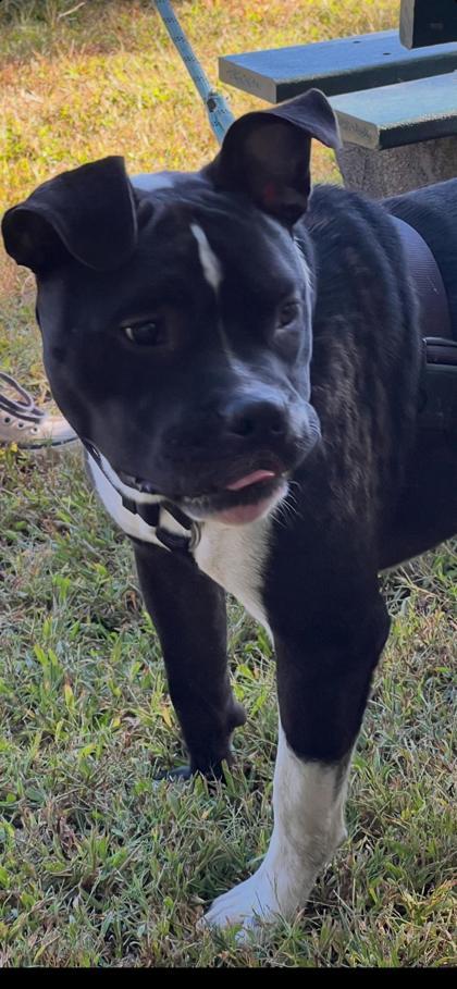 Enlarge Miller, a Adoptable mixed breed in Independence, MO image 2/3