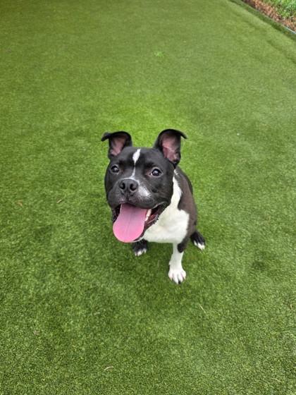 Enlarge Miller, a Adoptable mixed breed in Independence, MO image 3/3