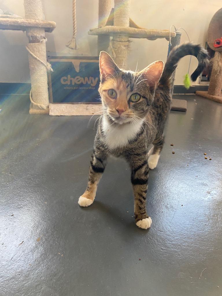 Enlarge Emcee, a Adoptable mixed breed in Bourbonnais, IL image 1/1