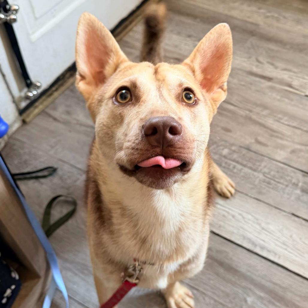 Cane photo