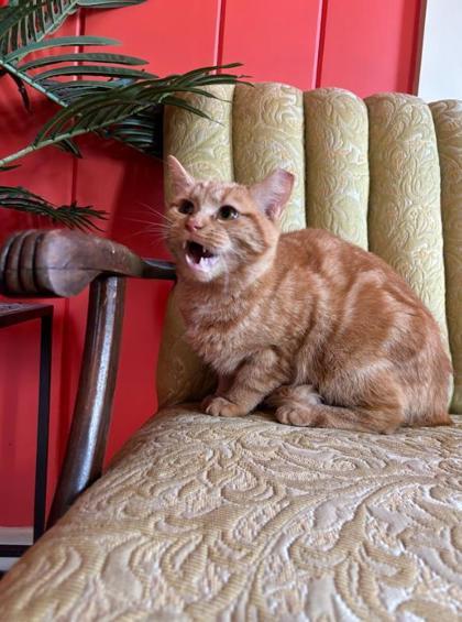 Enlarge Jym, a Adoptable Domestic Short Hair in Berwick, PA image 1/1