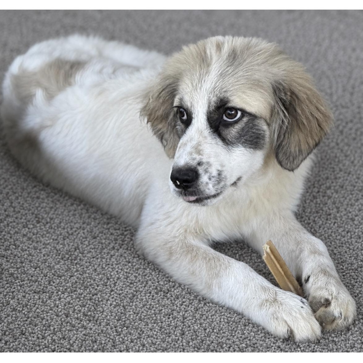 Venus, Adoptable, Puppy Female Great Pyrenees.