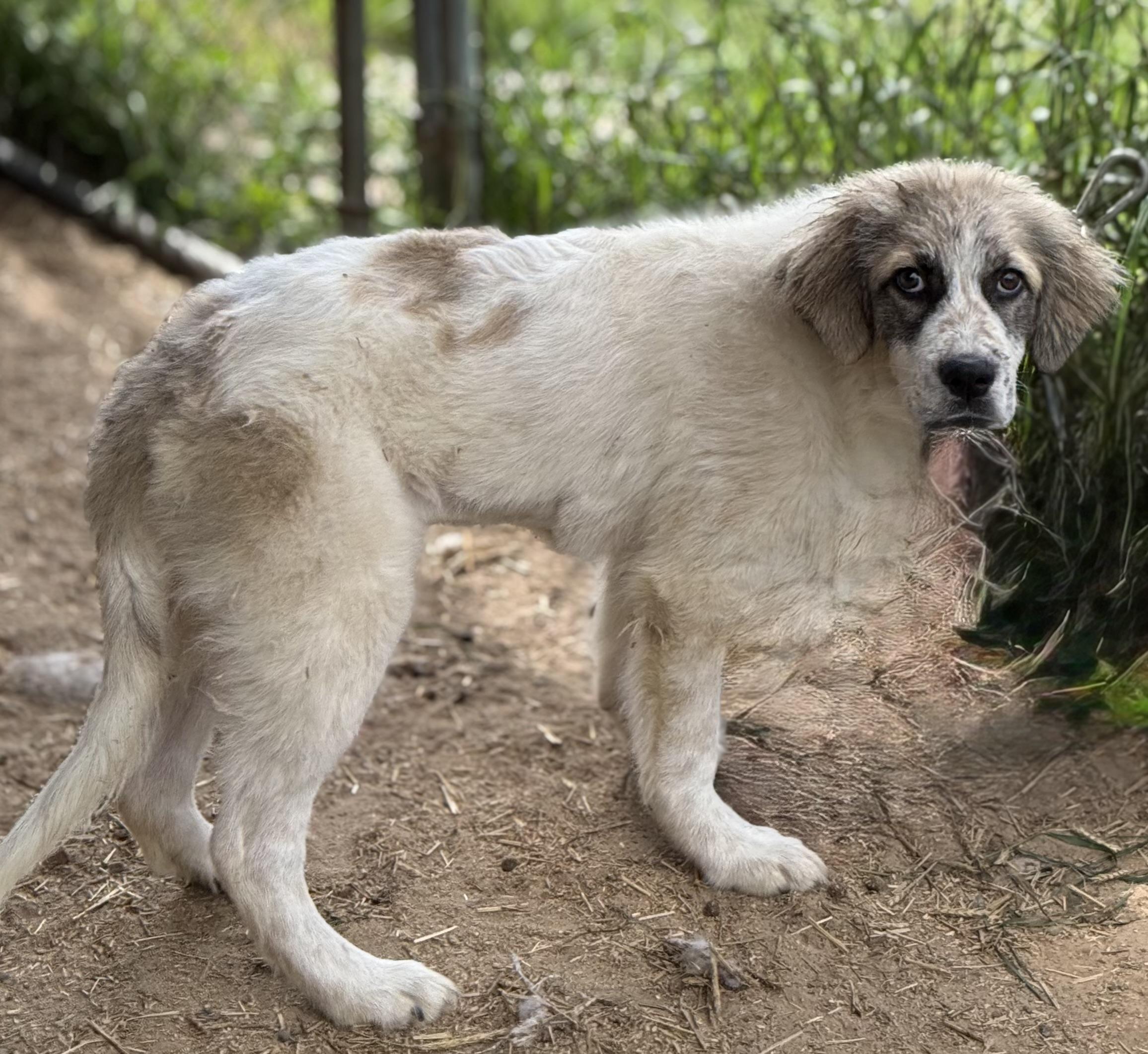 Enlarge Venus, a Adoptable mixed breed in South Saint Paul, MN image 3/4
