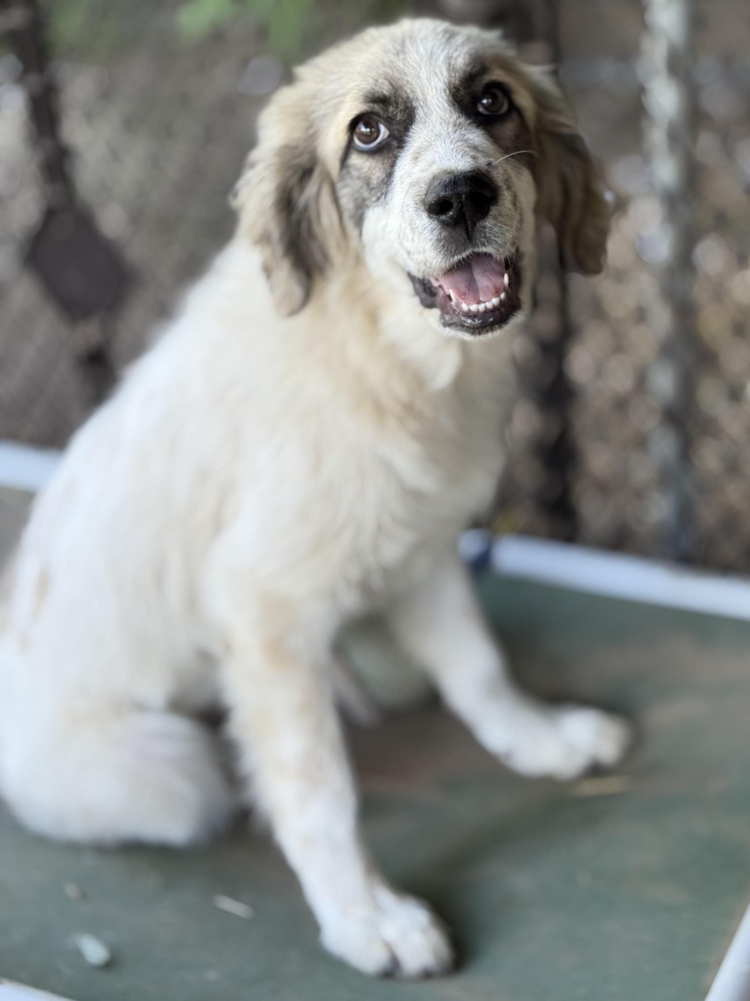 Enlarge Venus, a Adoptable mixed breed in South Saint Paul, MN image 4/4