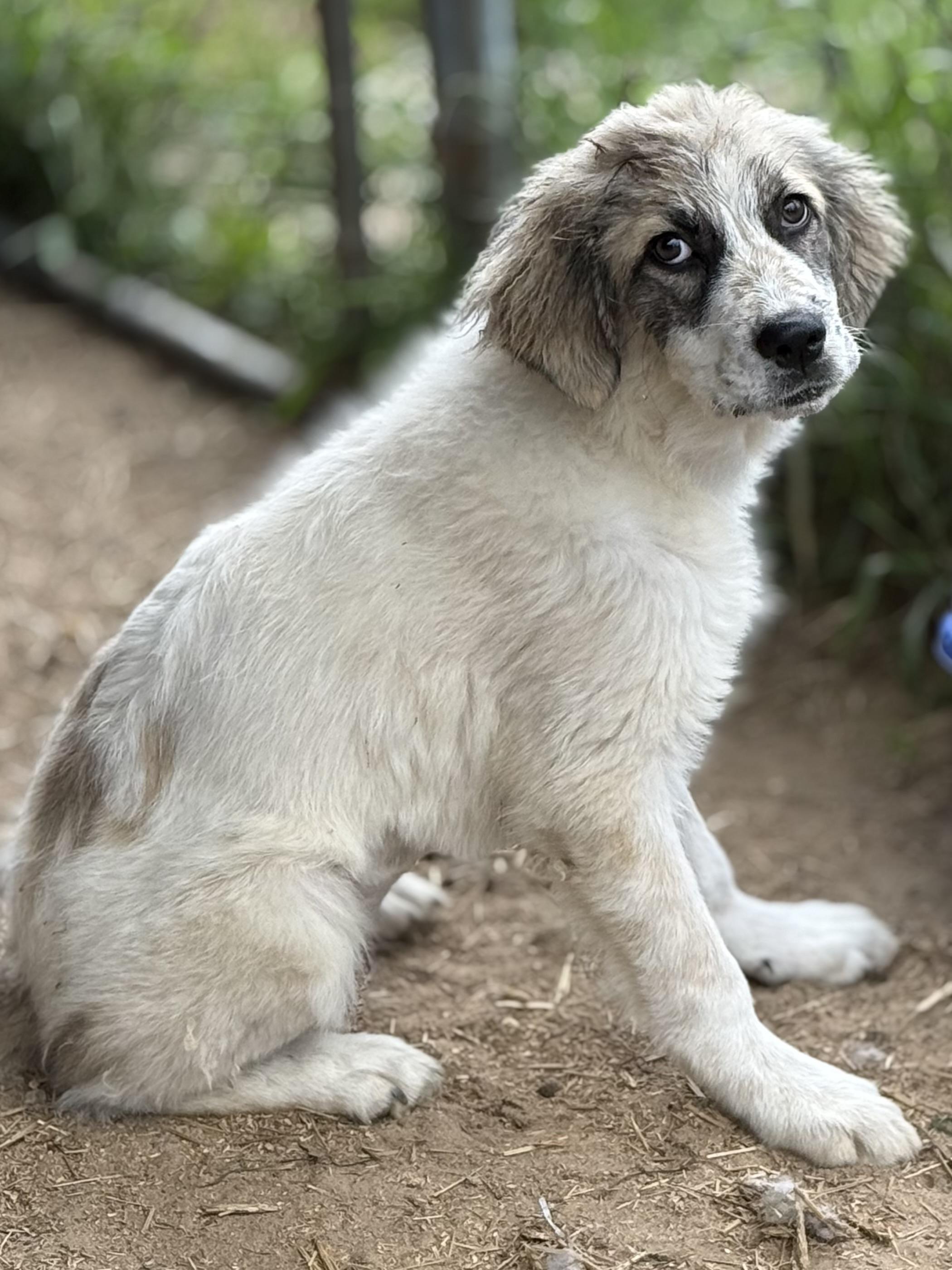 Enlarge Venus, a Adoptable mixed breed in South Saint Paul, MN image 2/4